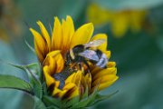 girasole-bombo02