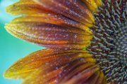 girasole-det01