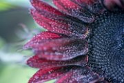 girasole-nero02