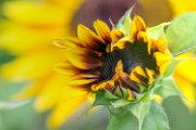 girasoli01