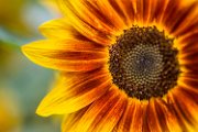 girasoli10