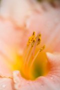 hemerocallis01
