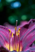 hemerocallis02