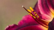 hemerocallis04