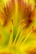 hemerocallis05