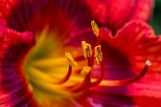 hemerocallis07