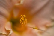 hemerocallis10