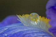 iris-con-goccia01