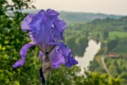 iris01