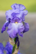 iris04