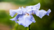 iris06