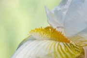 iris06_2