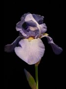 iris11_001