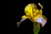 iris11_002