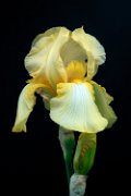 iris11_004