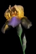 iris11_005