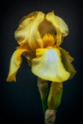 iris11_006
