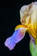iris11_007
