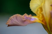 iris20-01