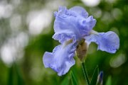 iris23-01
