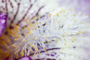 iris_det01