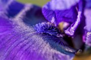 iris_det02