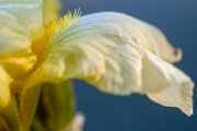 iris_det03