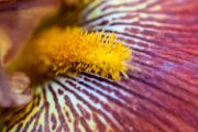 iris_det05