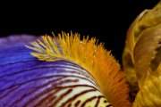 iris_pp01