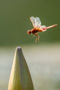 libellula-in-volo.01jpg