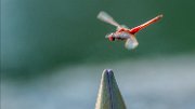 libellula-in-volo