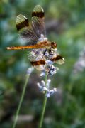 libellula