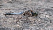 libellula01