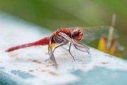 libellula01_3