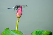 libellula02