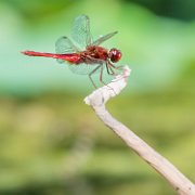 libellula02_2