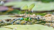 libellula03