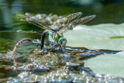 libellula04