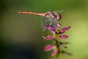 libellula2023-01