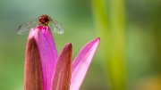 libellulasuninfea02