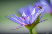 libellulasuninfea03
