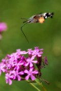 macroglossa04