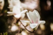 magnolia