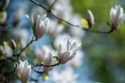 magnolia01