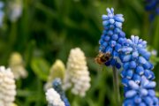 muscari06