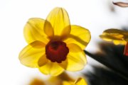 narcisi03