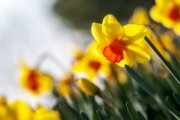 narcisi05