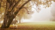 nebbia09a