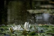 ninfee-e-acqua006
