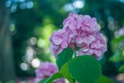 ortensie18-19